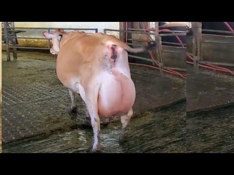 World Best Jersey Cows Farm 80 Litter Milk Per Day ll Biggest Udder Cow ll Jersey Dairy Farm